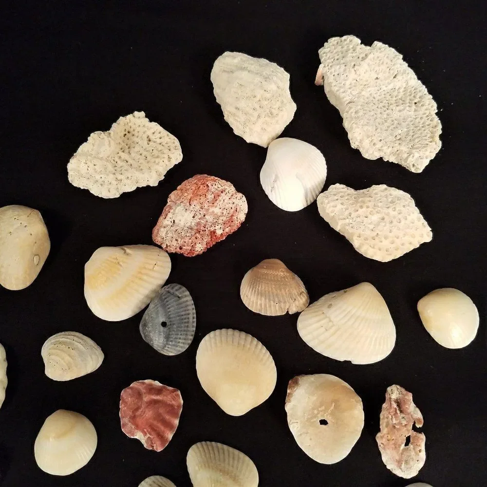 Small Corals & Seashells Arts Crafts Jewelry #8